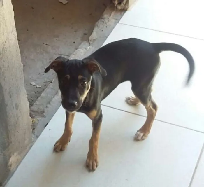 Cachorro raça SRD idade 2 a 6 meses nome Kiara