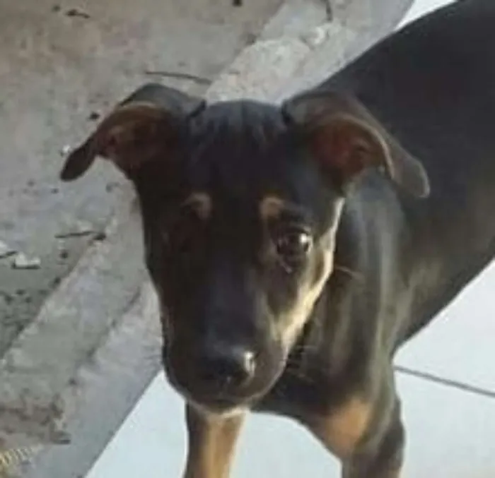 Cachorro raça SRD idade 2 a 6 meses nome Kiara