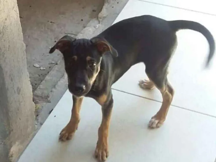 Cachorro raça SRD idade 2 a 6 meses nome Kiara