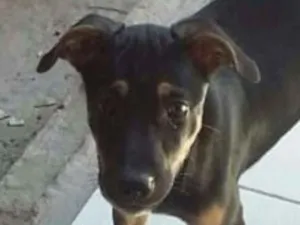 Cachorro raça SRD idade 2 a 6 meses nome Kiara