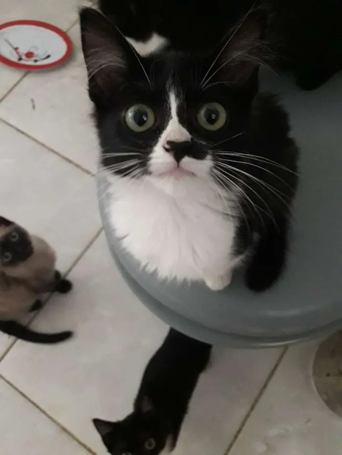 Gato raça  idade 2 a 6 meses nome ...