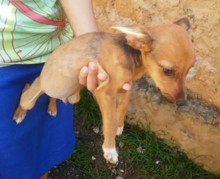 Cachorro raça SRD idade 2 a 6 meses nome Sem nome 2