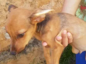 Cachorro raça SRD idade 2 a 6 meses nome Sem nome 2