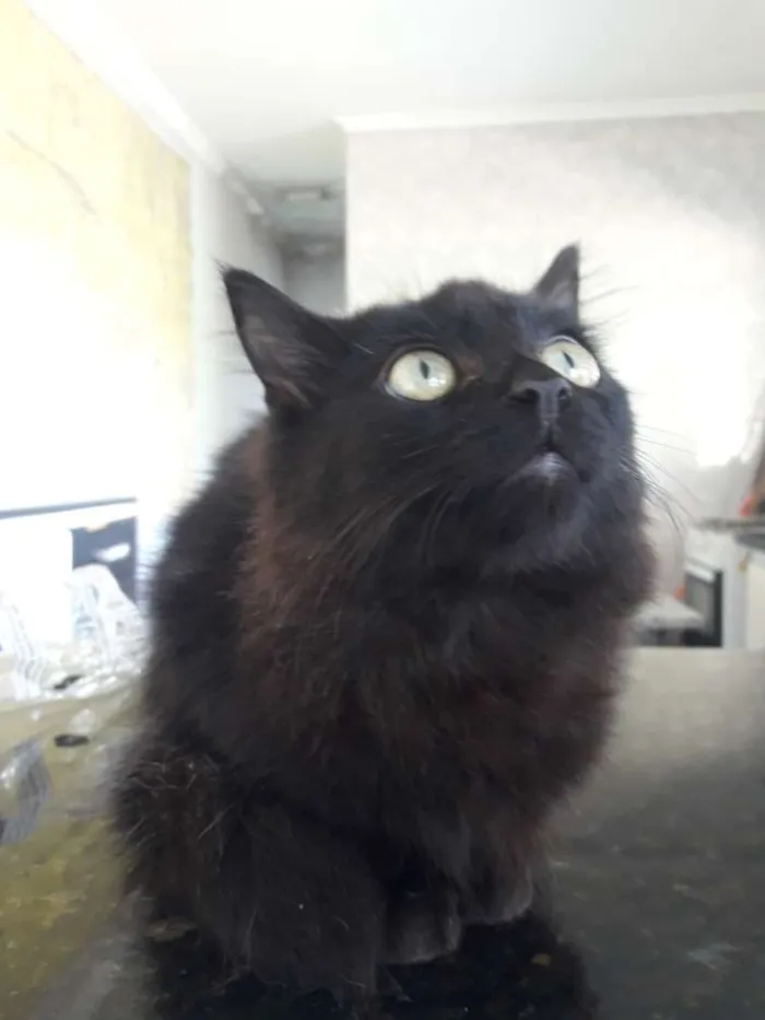 Gato raça  idade 2 a 6 meses nome ...