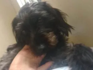 Cachorro raça SRD idade 1 ano nome Neguinha 