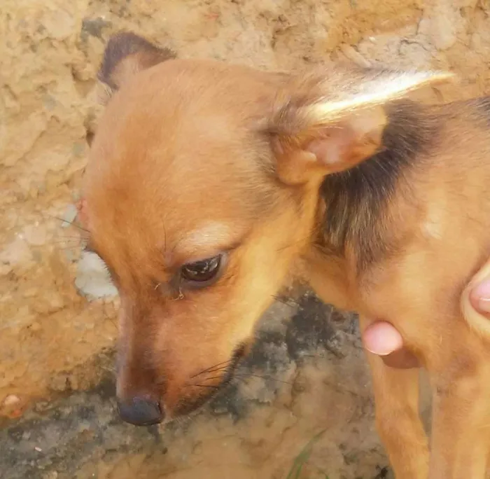 Cachorro raça SRD idade 2 a 6 meses nome Sem nome 2