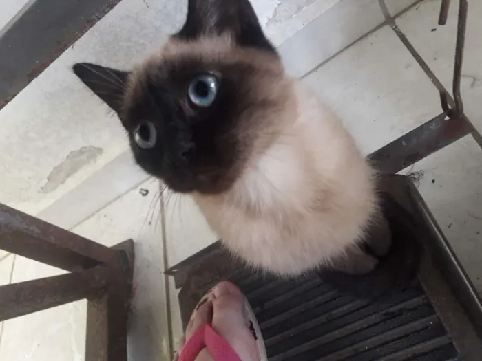 Gato raça  idade 2 a 6 meses nome ...
