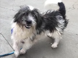 Cachorro raça SRD idade 2 anos nome Bob 