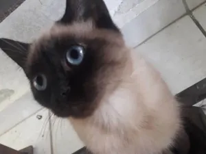 Gato raça  idade 2 a 6 meses nome ...