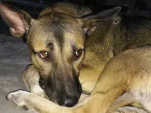 Cachorro raça SRD idade 1 ano nome Lobinho