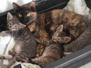 Gato raça Não definida idade Abaixo de 2 meses nome Tom, Jorge e Dora