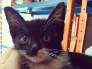 Gato raça SRD idade 2 a 6 meses nome Gugu