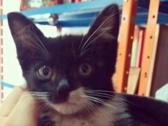 Gato ra a SRD idade 2 a 6 meses nome Gugu