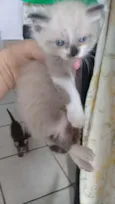 Fofinhos