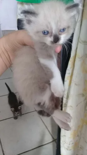 Gato raça Siamês  idade Abaixo de 2 meses nome Fofinhos