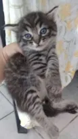 Fofinhos