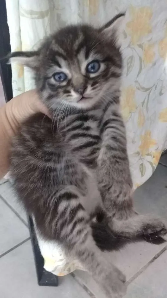 Gato raça Siamês  idade Abaixo de 2 meses nome Fofinhos