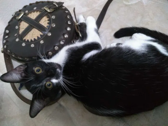 Gato raça SRD idade 2 a 6 meses nome Jane & Hermione 