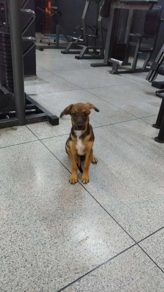 Cachorro ra a Vira lata idade Abaixo de 2 meses nome Lindinha