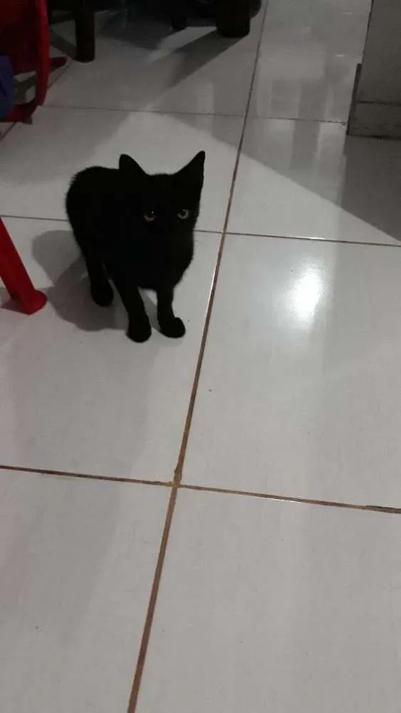 Gato ra a Mista  idade 2 a 6 meses nome Nana