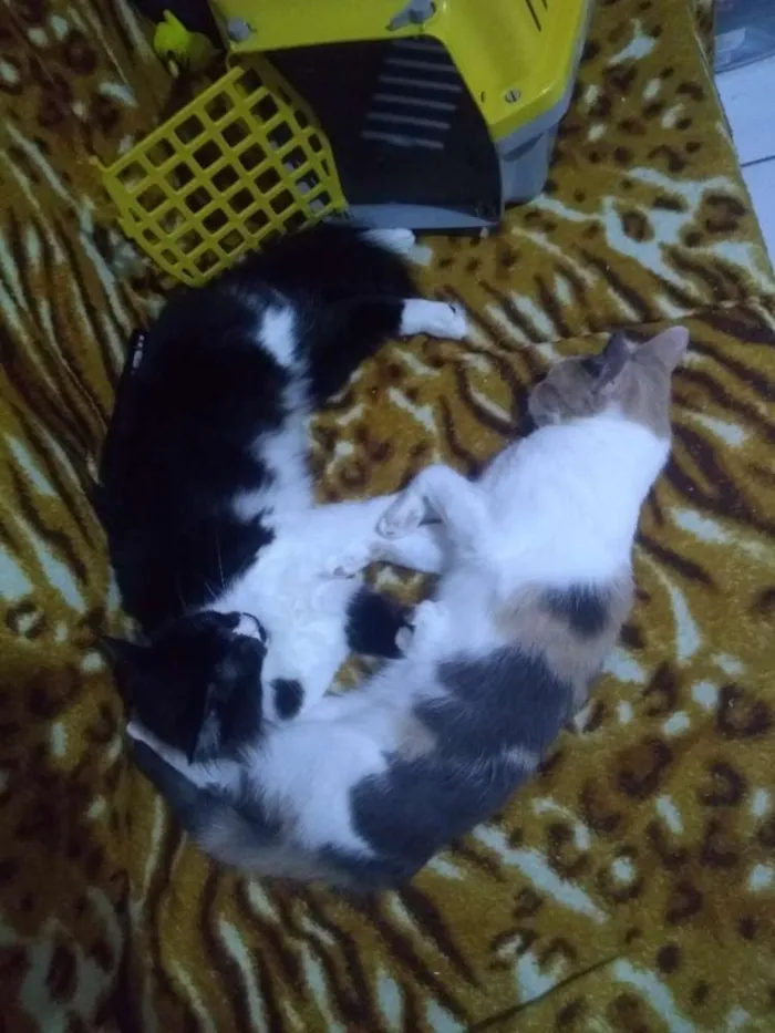 Gato ra a Indefinida  idade 7 a 11 meses nome Minnie