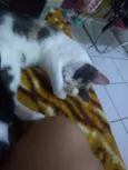 Minnie