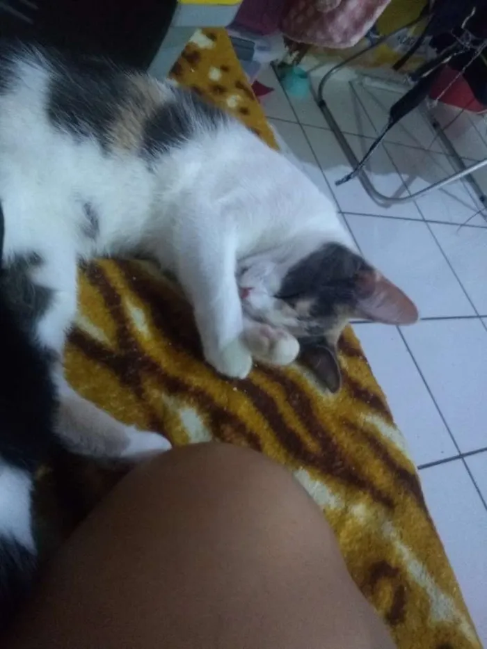 Gato ra a Indefinida  idade 7 a 11 meses nome Minnie