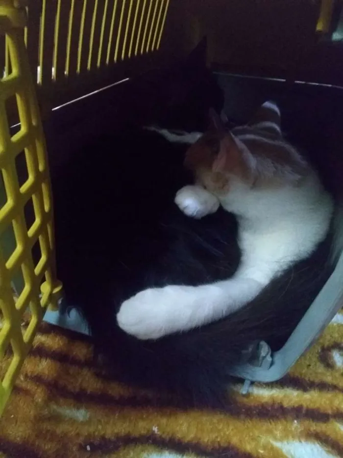 Gato ra a Indefinida  idade 7 a 11 meses nome Minnie