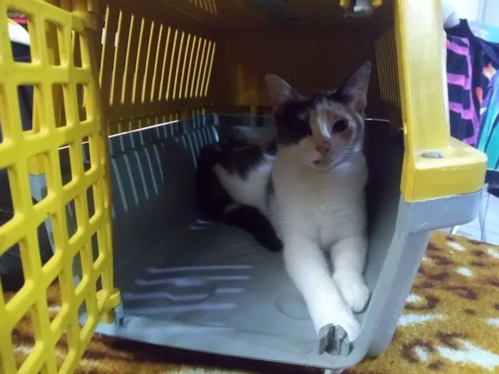 Gato ra a Indefinida  idade 7 a 11 meses nome Minnie