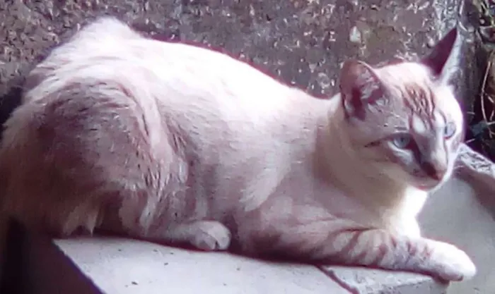 Gato raça Não definida idade 1 ano nome Galego