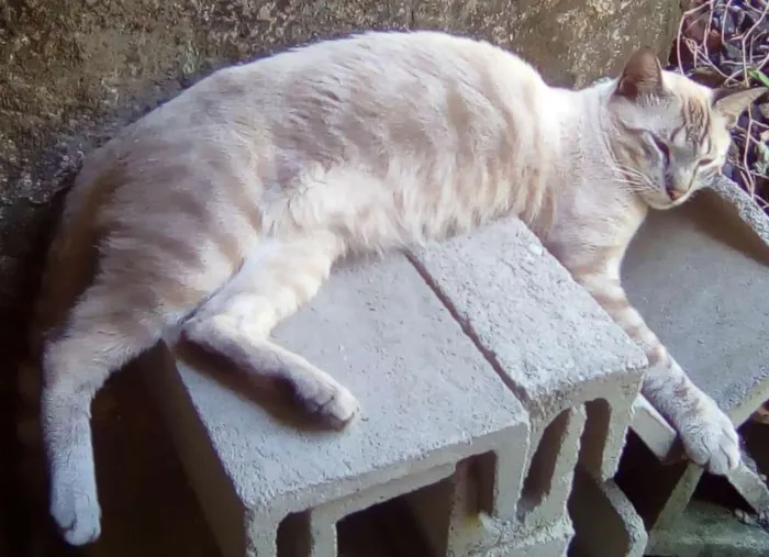 Gato raça Não definida idade 1 ano nome Galego