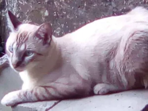 Gato raça Não definida idade 1 ano nome Galego