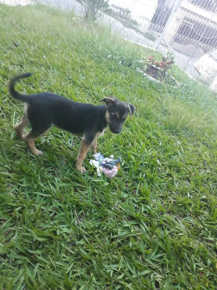 Cachorro ra a vira lata idade 2 a 6 meses nome Jullie 