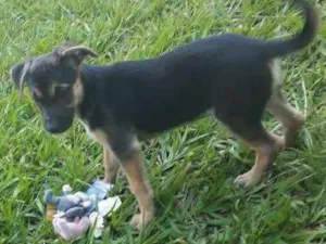 Cachorro raça vira lata idade 2 a 6 meses nome Jullie 
