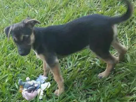 Cachorro ra a vira lata idade 2 a 6 meses nome Jullie 