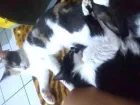 Gato raça Indefinida  idade 7 a 11 meses nome Minnie