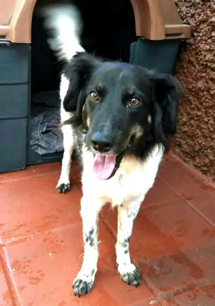 Cachorro ra a  idade 2 anos nome Julia 