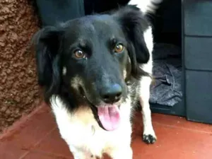 Cachorro raça  idade 2 anos nome Julia 