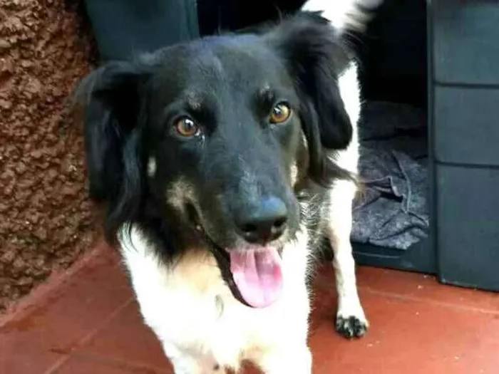 Cachorro ra a  idade 2 anos nome Julia 