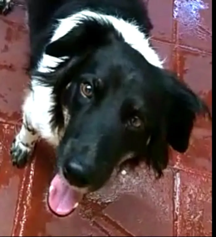 Cachorro ra a  idade 2 anos nome Julia 