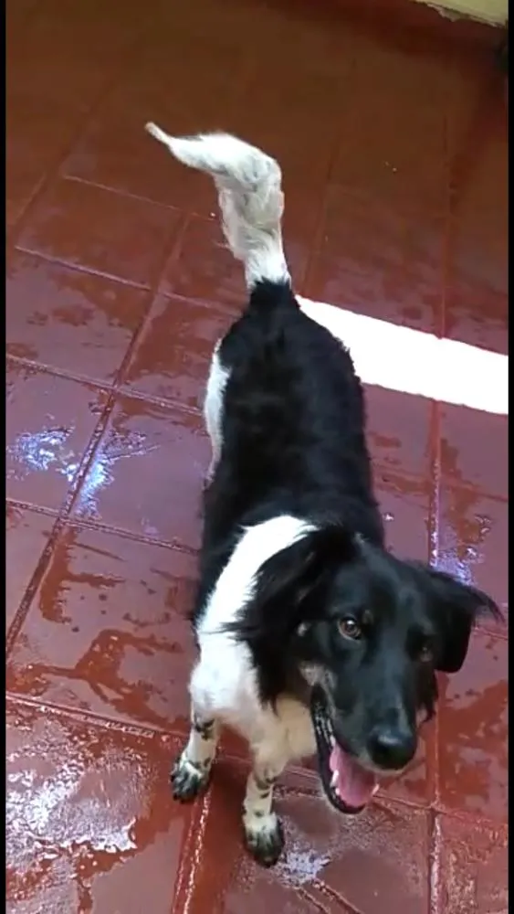 Cachorro ra a  idade 2 anos nome Julia 