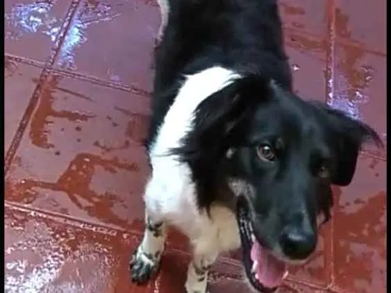 Cachorro ra a  idade 2 anos nome Julia 