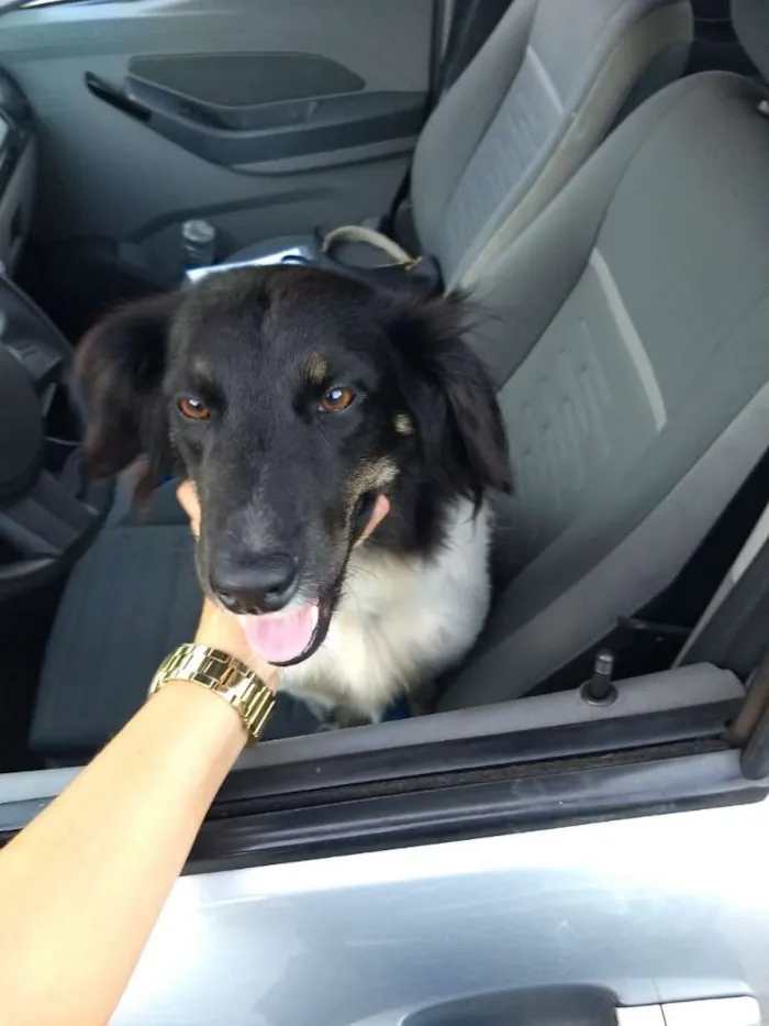 Cachorro ra a  idade 2 anos nome Julia 