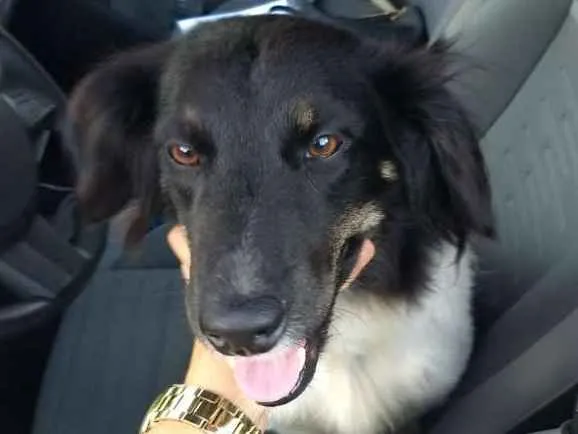 Cachorro ra a  idade 2 anos nome Julia 