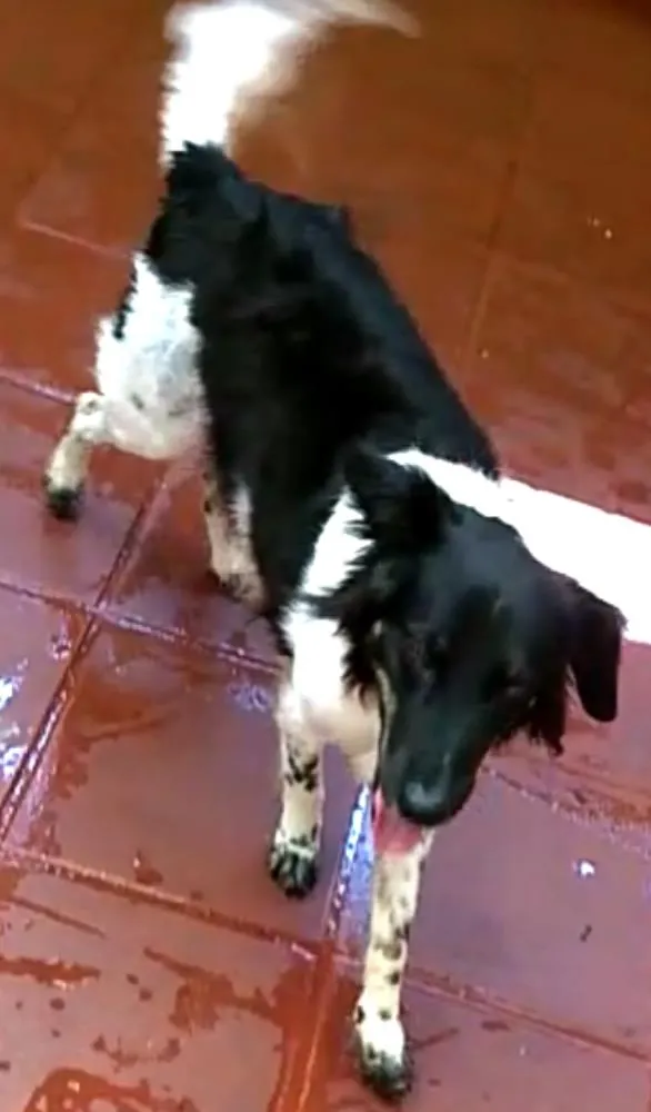 Cachorro ra a  idade 2 anos nome Julia 