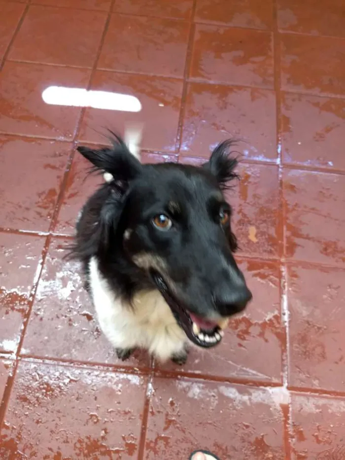 Cachorro ra a  idade 2 anos nome Julia 