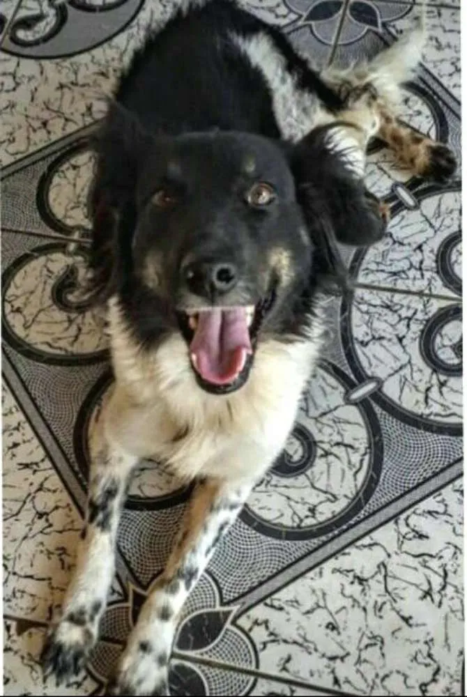 Cachorro ra a  idade 2 anos nome Julia 