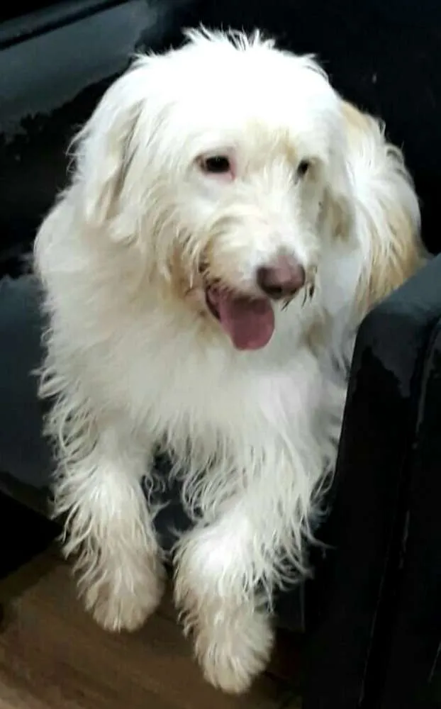 Cachorro ra a  idade 1 ano nome Charlote (peluda)
