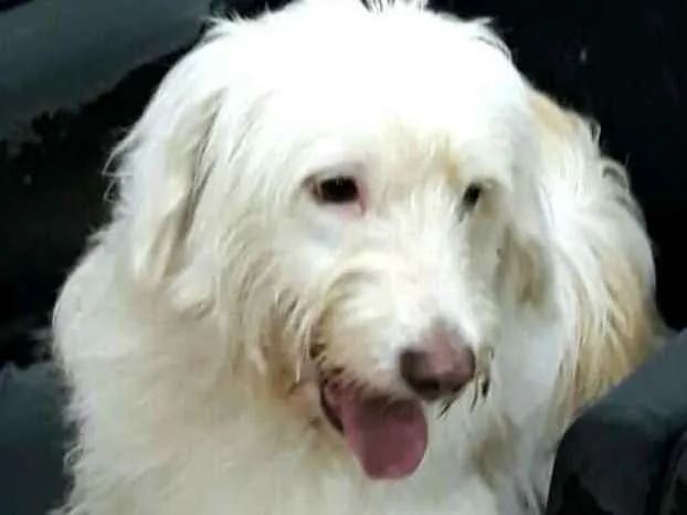 Cachorro ra a  idade 1 ano nome Charlote (peluda)