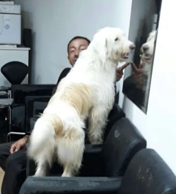 Cachorro ra a  idade 1 ano nome Charlote (peluda)